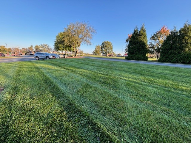 grass